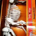 Buy Halloween Costume Online- Spooky & Fun Outfits